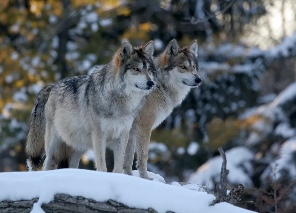 Two wolves staring majestically over a rock