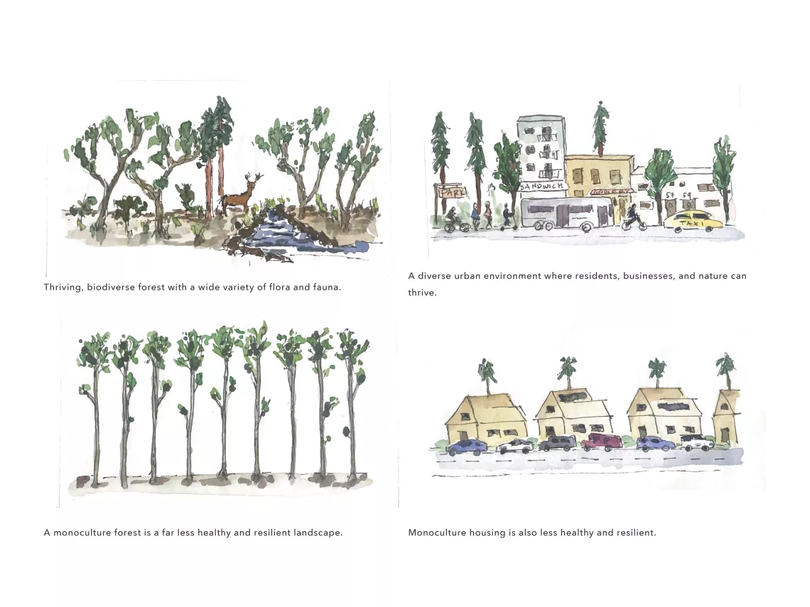 Illustrations of a diverse forest, a diverse urban cityscape, a monoculture forest, and a monoculture suburban landscape.