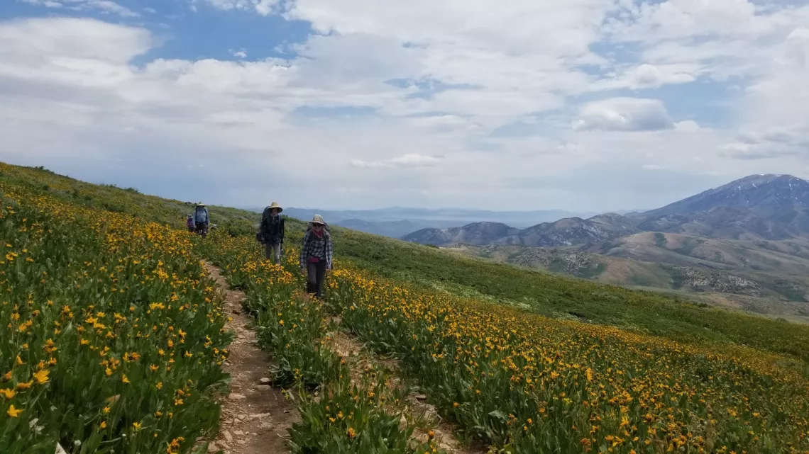 People hiking on narrow mountain trail bordered by fields of yellow flowers.
