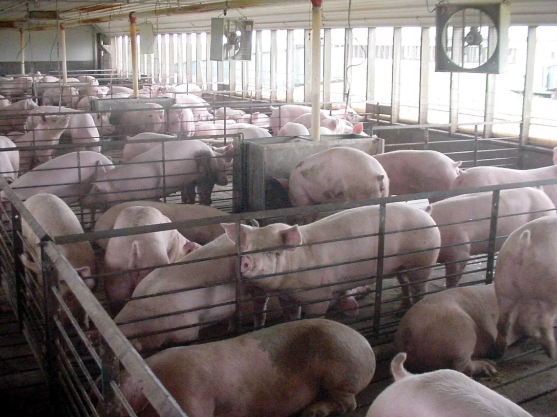 Confined Swine Feeding Operation 