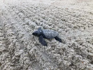 Sea Turtle (NPS)