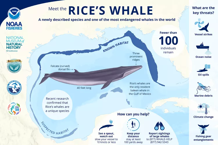 An infographic with detailed information about the Rice's whale and risks it faces.