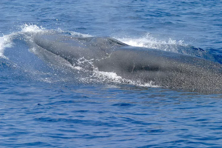 The gray head of a Rice's whale surfaces in the ocean.