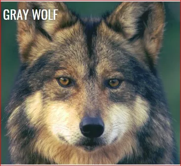 Mexican_Gray_Wolf_by_Biological_Diversity.jpg