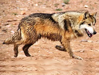 Mexicanwolf2TomBuckleyUSFWS.jpg