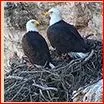 Two Bald Eagles.JPG