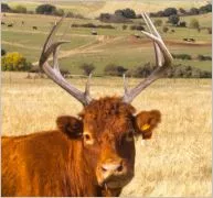 brown cow with antlers.JPG