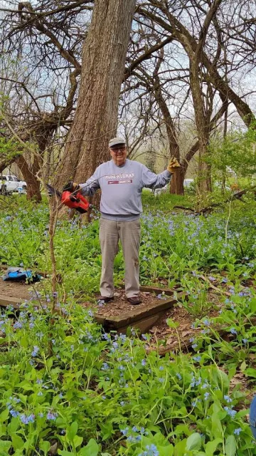 A senior gentleman stands with a chainsaw in his hand surrounded by invasive honeysuckle which is a short green plant. He is smiling.