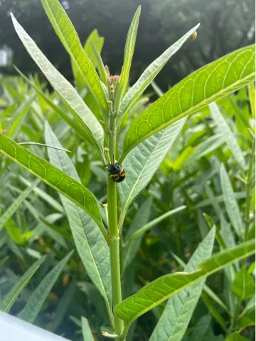 Milkweed leaf beetle 