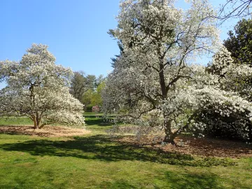Cherry Blossoms @ Colonial Garfens
