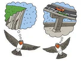 illustration of two birds, one thinking about a cliff and the other thinking about a freeway overpass