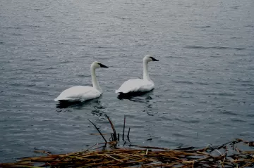 Trumpeter Swans in Roseville, MN, Central Park, February 2024