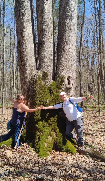 Two people with their arms outstretched to show the size of a giant tulip poplar tree in a forest. There are leaves on the ground and the sky is blue in the background.