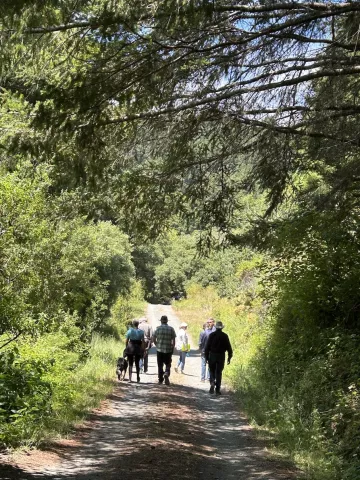 People hiking on sunny forest path