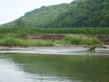 Turkey River, showing corn crop without a stream buffer