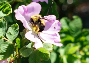 Bumble Bee on Wild Rose