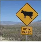 Cow open range.JPG