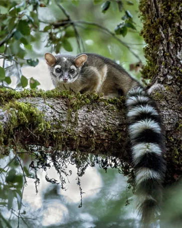 A gray and black ringtail sits on a mossy tree branch with its tail dangling.
