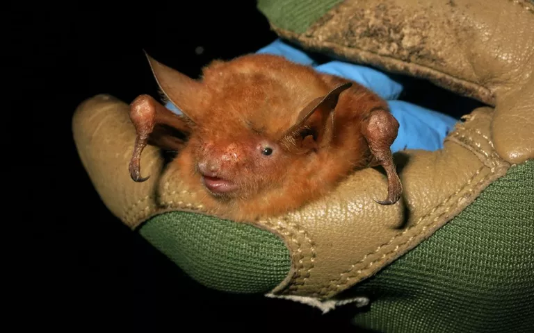 Small orange bat