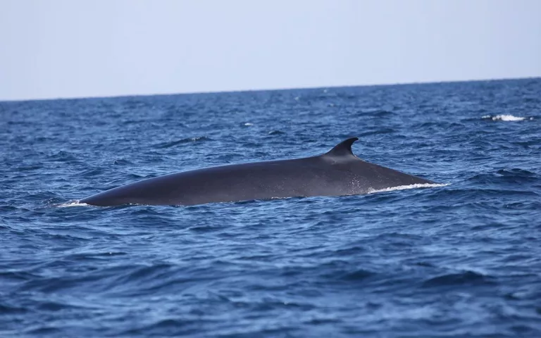 Whale partial submerged in the ocean