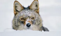 Coyote in the Snow.PNG