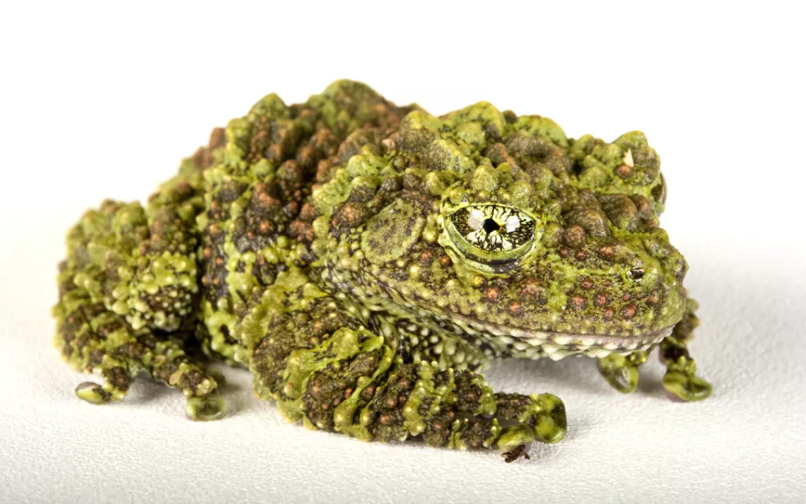 A pied mossy frog (Theloderma corticale) at the Houston Zoo. 