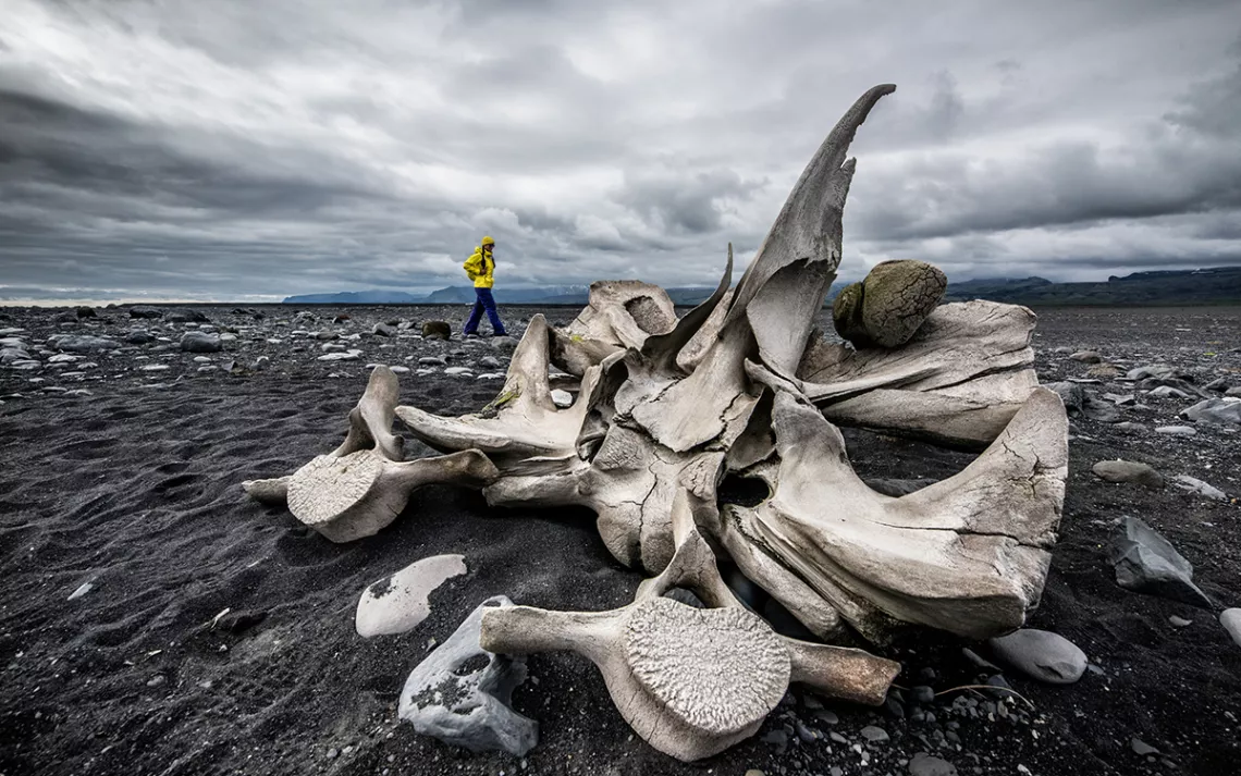 Whale bones are scattered on a beach, where a figure walks in the background