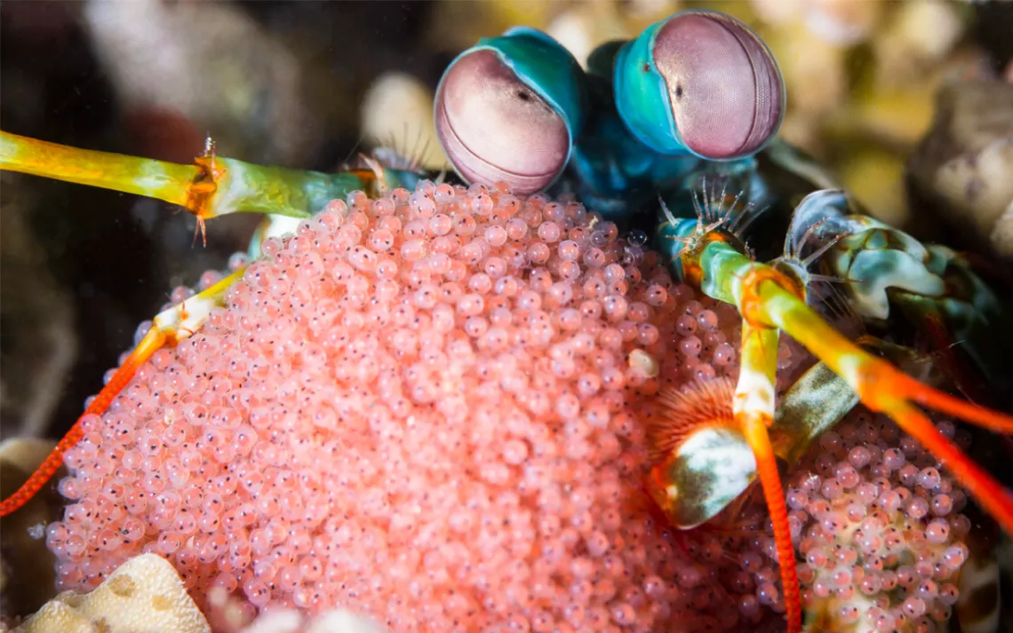 peacock mantis shrimp