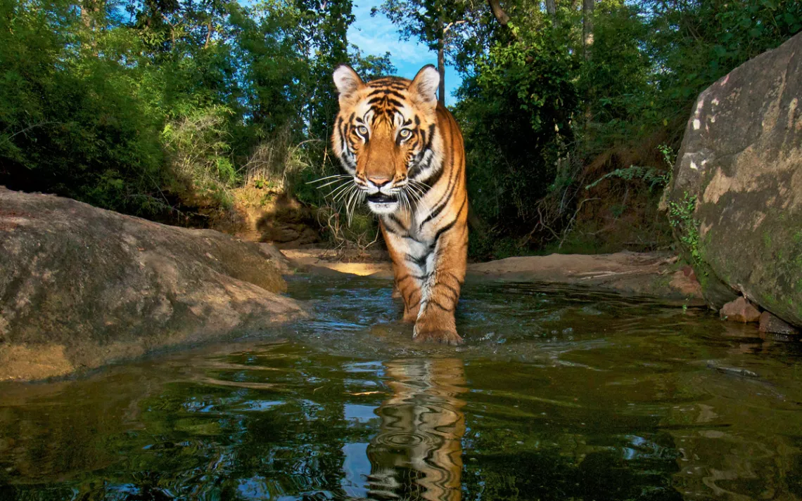 A camera trap captures a tiger at Bandhavgarh National Park, India