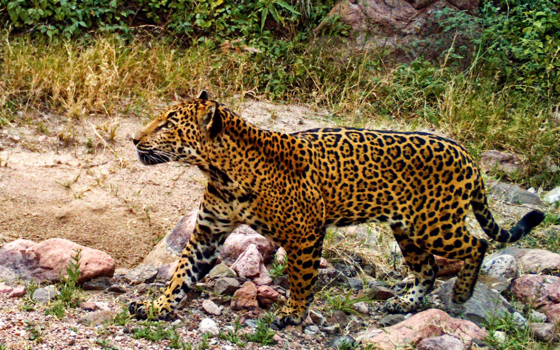 A jaguar roams the 55,000-acre Northern Jaguar Reserve and surrounding Viviendo con Felinos ranches, 125 miles south of the U.S.-Mexico border.