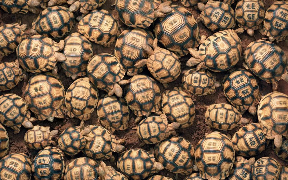 Madagascar's ploughshare tortoises