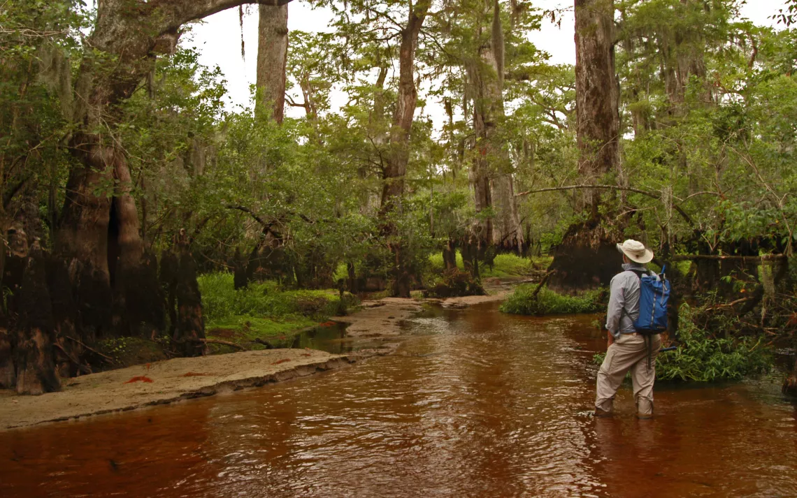Dendrochronologist Dr. David Stahle wades into North Carolina’s Black River to get closer to ancient bald cypress trees whose origins date to the dawn of Christianity.