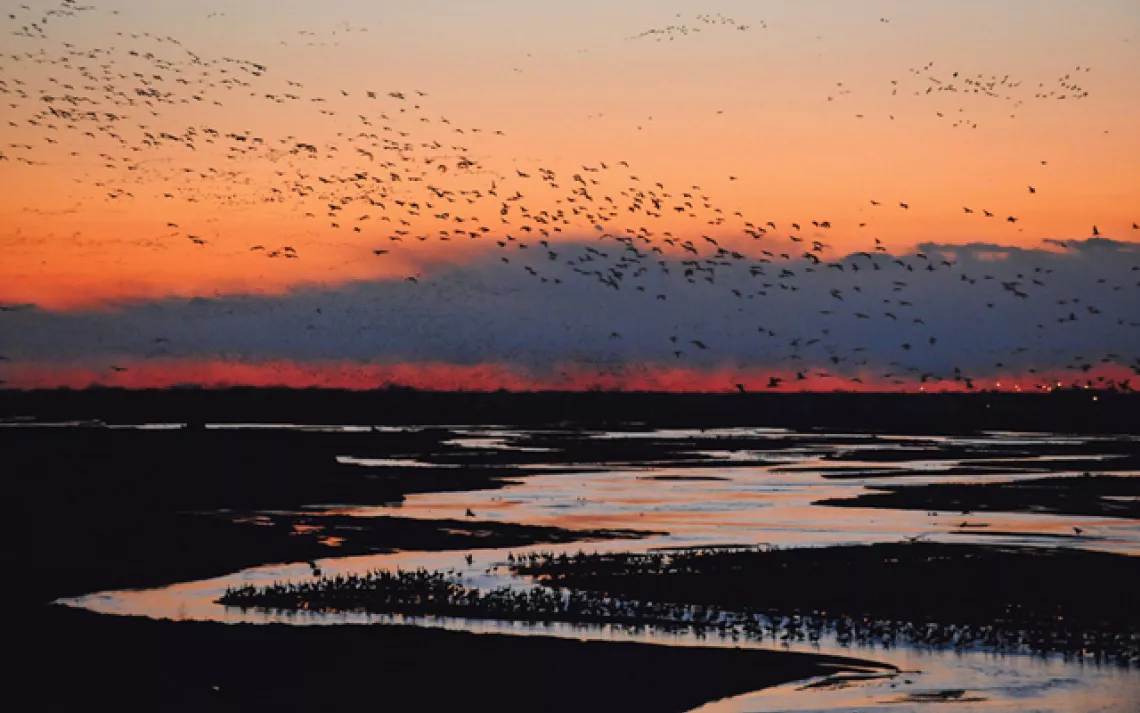 Every spring, hundreds of thousands of migrating sandhill cranes converge on a stretch of the Platte River in south-central Nebraska.