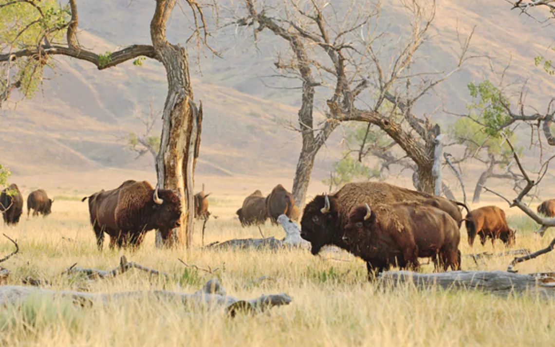 Bison graze among wind-sculpted cottonwoods in South Dakota's Cheyenne River Valley.