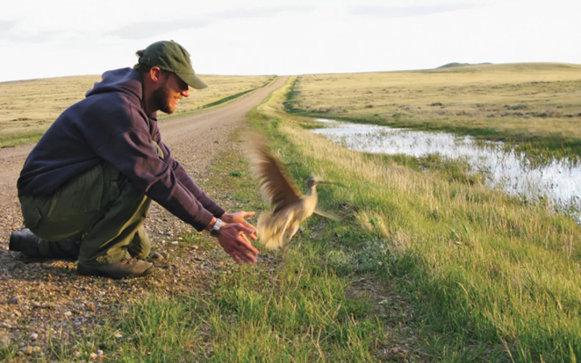 In Montana, Jorgensen releases a long-billed curlew that's been recently fitted with a transmitter.