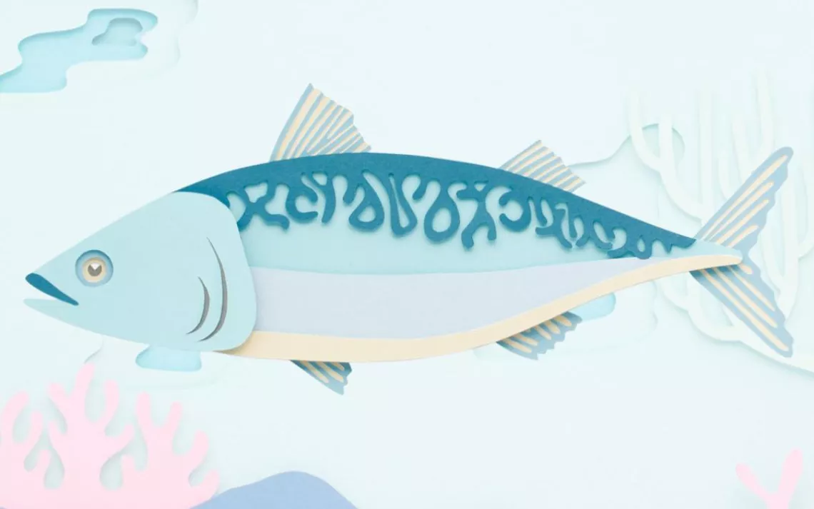 Atlantic mackerel