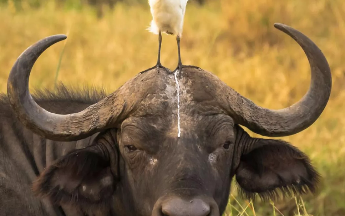 ox with bird on its head