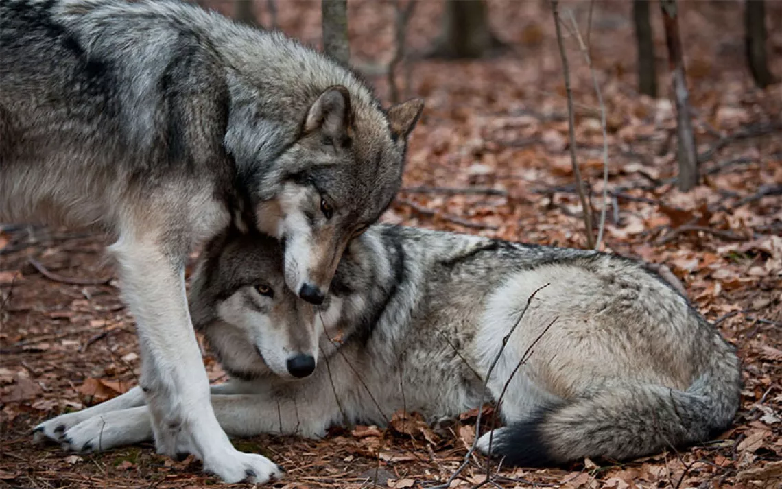 Affectionate gray wolves nuzzling each other on a bed of fall foliage. 