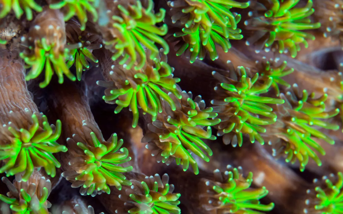 bioluminescent coral polyps