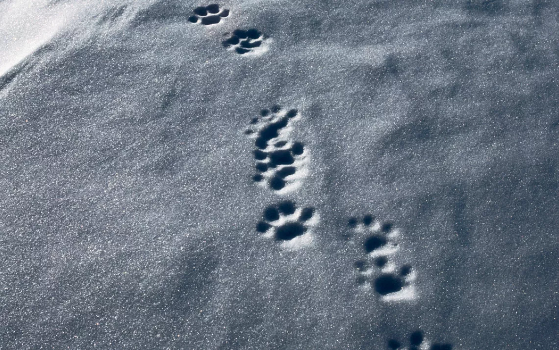 Lynx tracks in snow