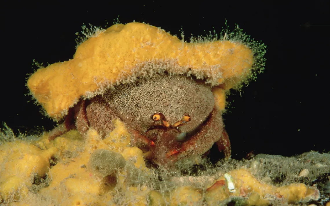  A wig made of sea sponge protects this crustacean from predators.