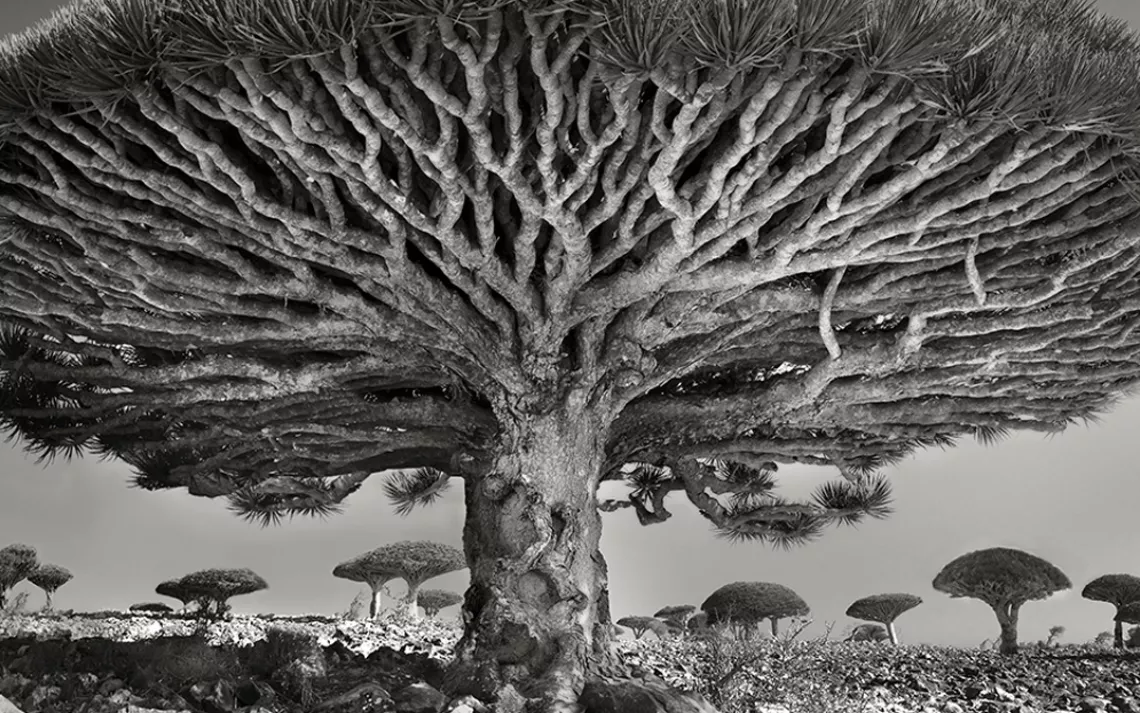 Dragon’s blood trees, on the island of Socotra, have red resin that has been used since ancient times as a dye and a medicine. 