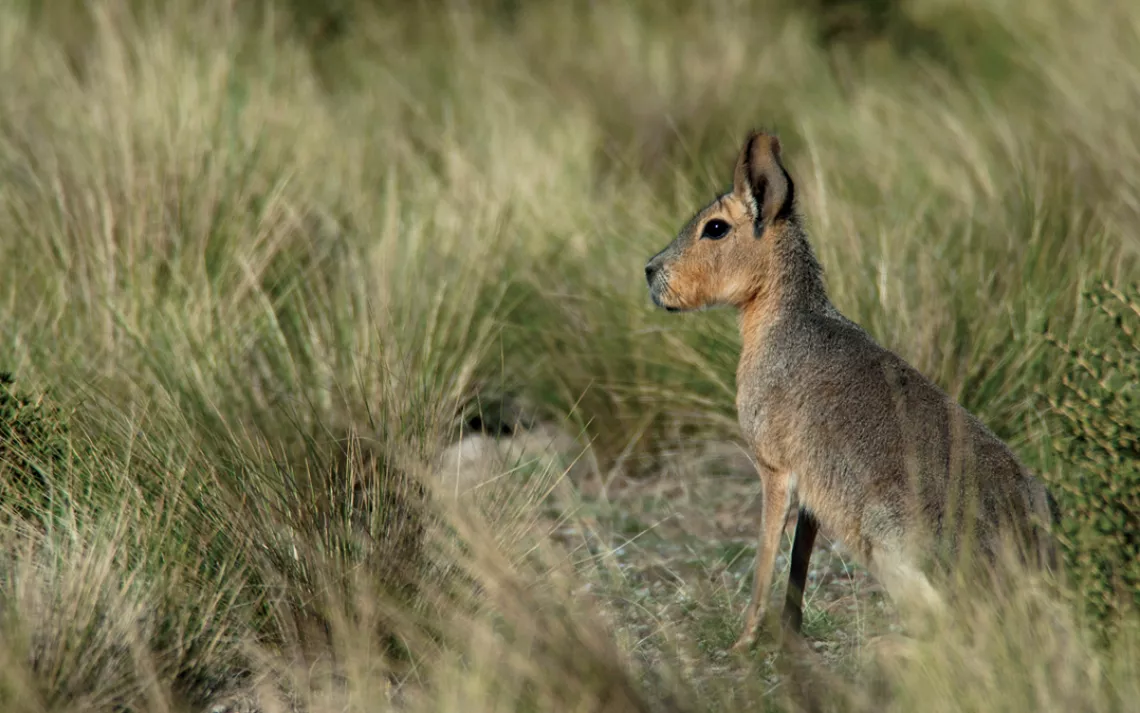 The Patagonian mara is "near-threatened" in Argentina.