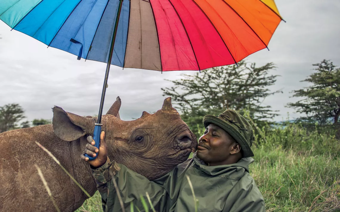 John Kamara tends to an endangered black rhinoceros at Kenya's Lewa Wildlife Conservancy.