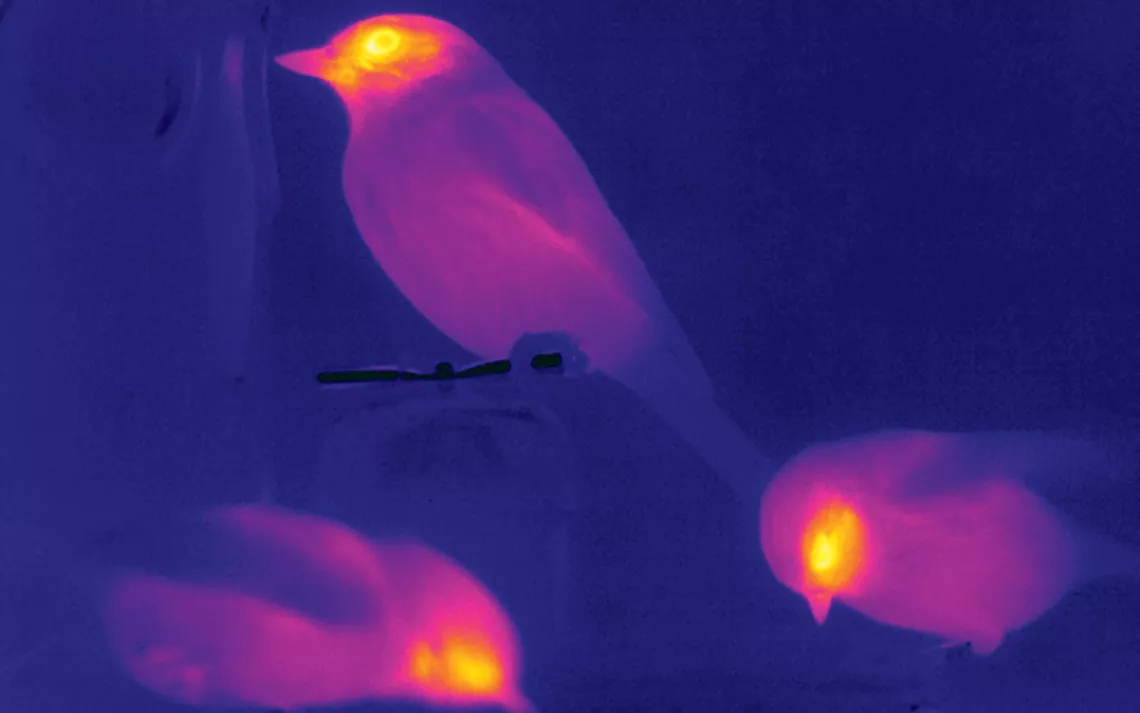 A thermal imaging of birds helps measure their stress levels.