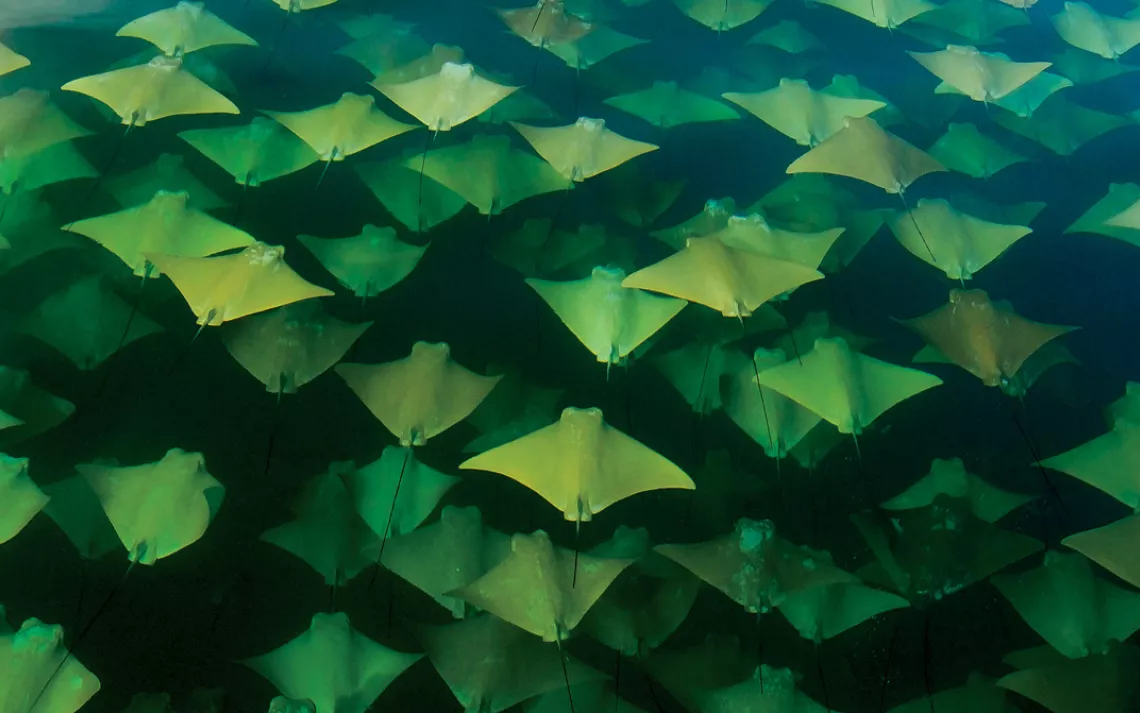 Thousands of migrating cownose rays surround Sandra Critelli's small boat off Mexico's Yucatan Peninsula.