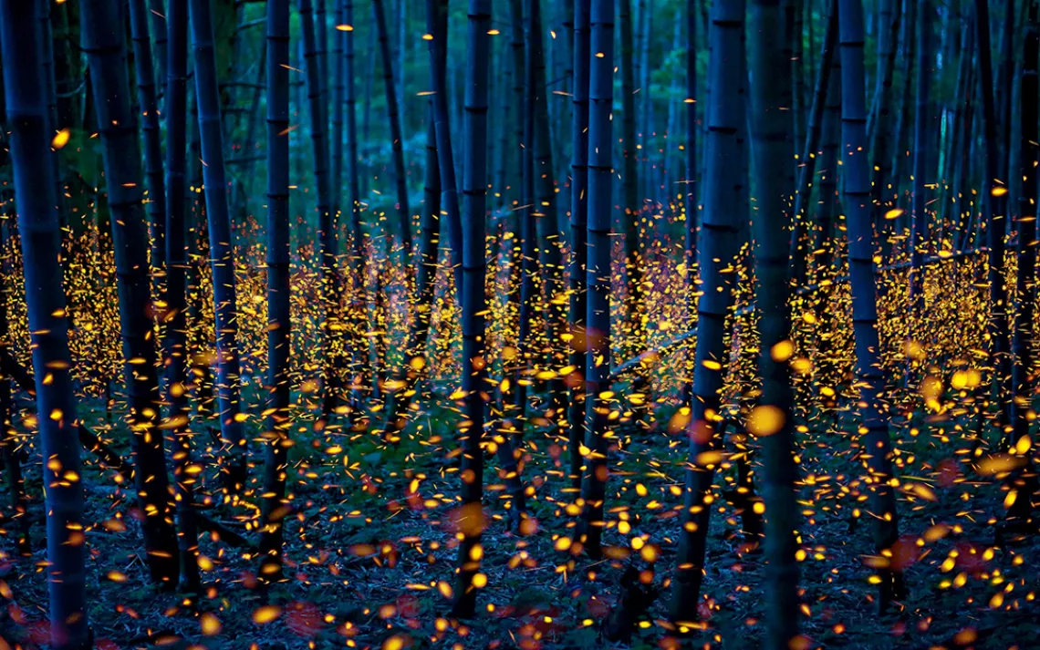Fireflies light up a bamboo forest on the Japanese island of Shikoku as night descends.