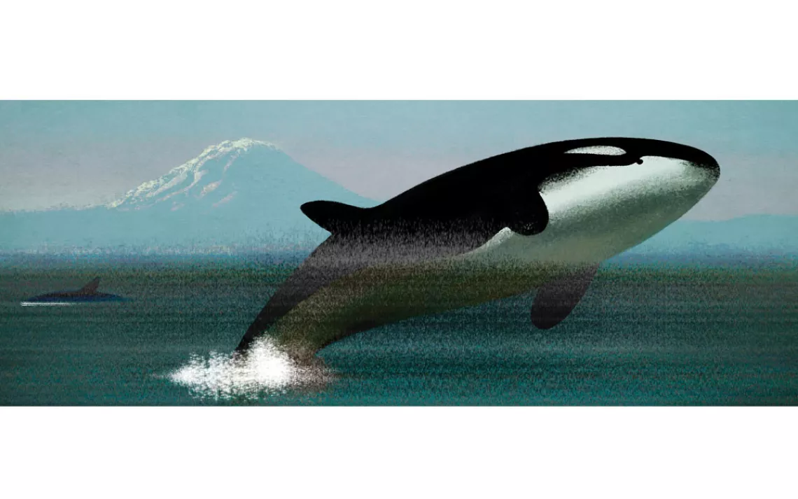 Orcas have no protections against air pollution.