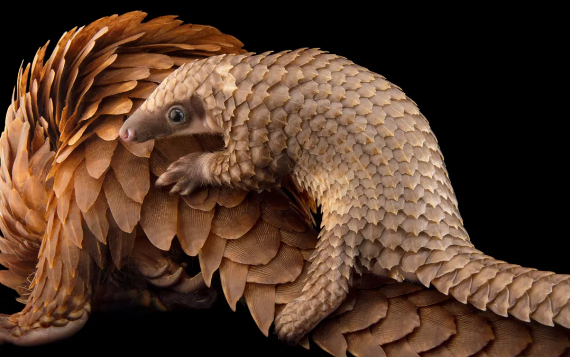 A baby white-bellied pangolin clings to its mother's back. 