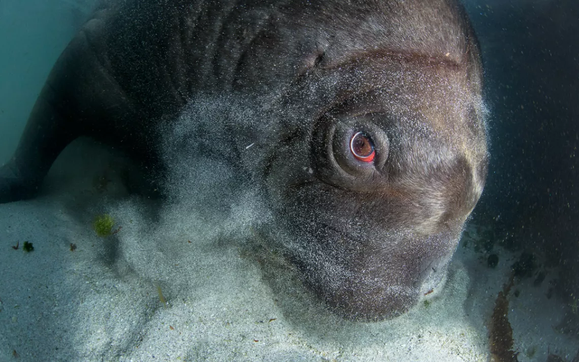 This incredible close-up shows how walruses Hoover up their meals from off the seafloor.